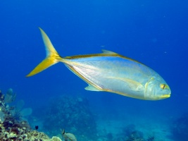 Yellow Jack IMG 3133